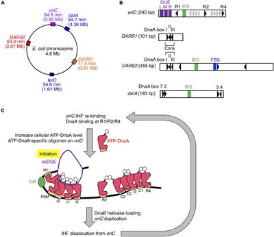 Whole-Genome Analysis Reveals That the Nucleoid Protein IHF Predominantly Binds to the Replication Origin oriC Specifically at the Time of Initiation